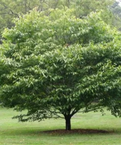 American Hornbeam Tree Live Plant – Carpinus caroliniana – Quart Pot – 6-12