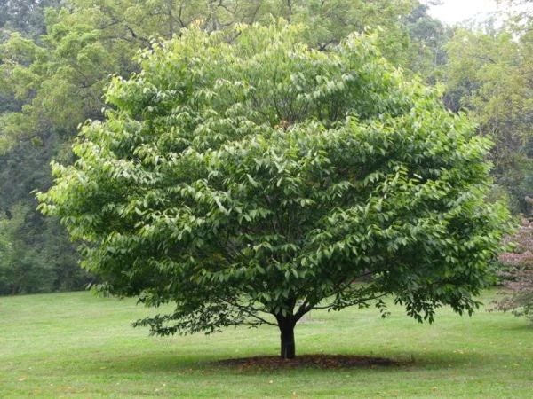 American Hornbeam Tree Live Plant – Carpinus caroliniana – Quart Pot – 6-12" Tall - Image 1