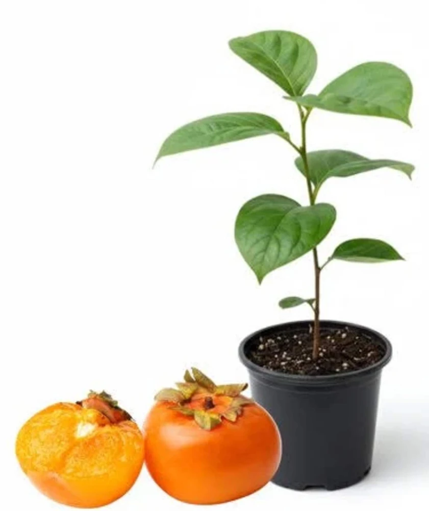 American Persimmon Tree Live Plant 12-24in Potted Sapling Native Fruit - Image 2