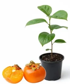 American Persimmon Tree Live Plant 12-24in Potted Sapling Native Fruit USDA 4-9 - Image 2