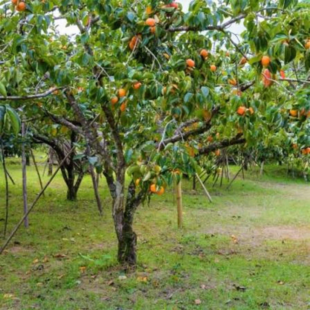 American Persimmon Tree Live Plant 12-24in Potted Sapling Native Fruit - Image 3