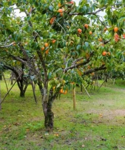 American Persimmon Tree Live Plant 12-24in Potted Sapling Native Fruit USDA 4-9 - Image 3