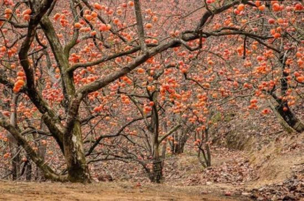 American Persimmon Tree Live Plant 12-24in Potted Sapling Native Fruit - Image 4
