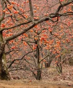 American Persimmon Tree Live Plant 12-24in Potted Sapling Native Fruit USDA 4-9 - Image 4