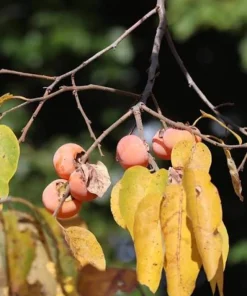 American Persimmon Tree Live Plant 12-24in Potted Sapling Native Fruit - Image 5