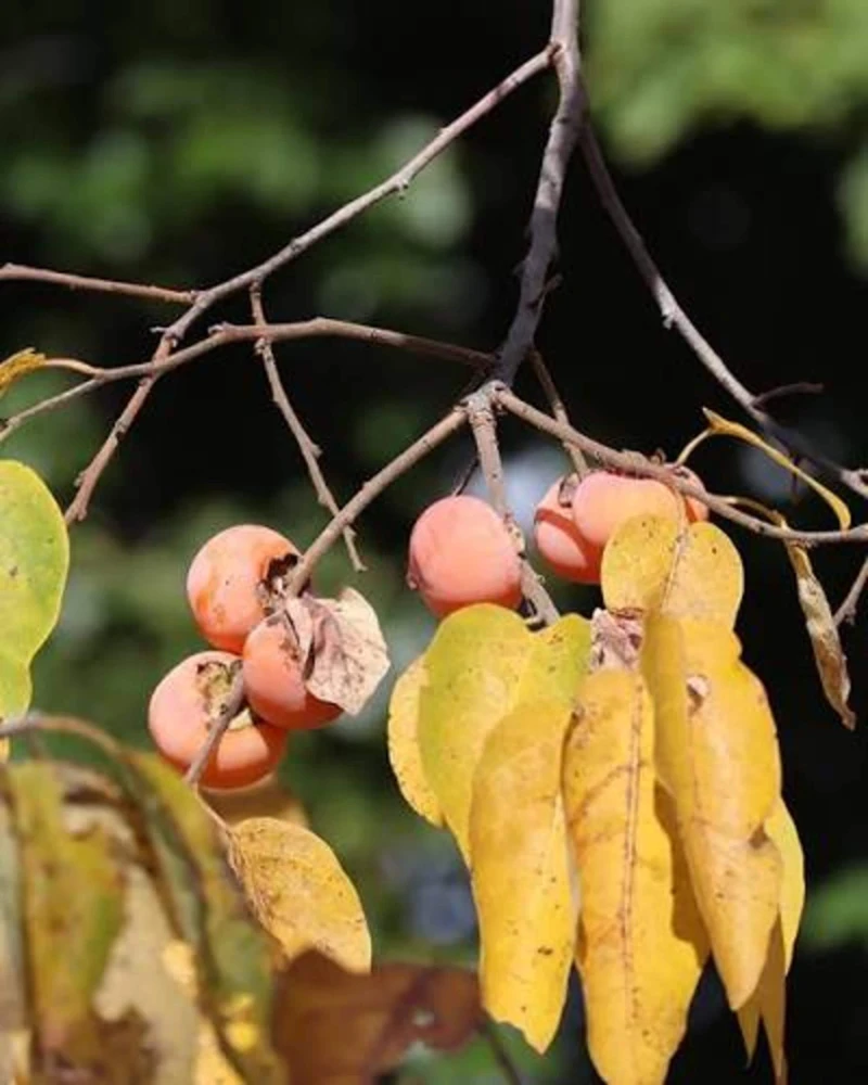 American Persimmon Tree Live Plant 12-24in Potted Sapling Native Fruit - Image 5