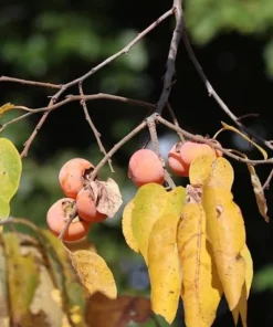 American Persimmon Tree Live Plant 12-24in Potted Sapling Native Fruit USDA 4-9 - Image 5