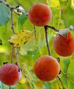 American Persimmon Tree Live Plant 12-24in Potted Sapling Native Fruit USDA 4-9 - Image 1