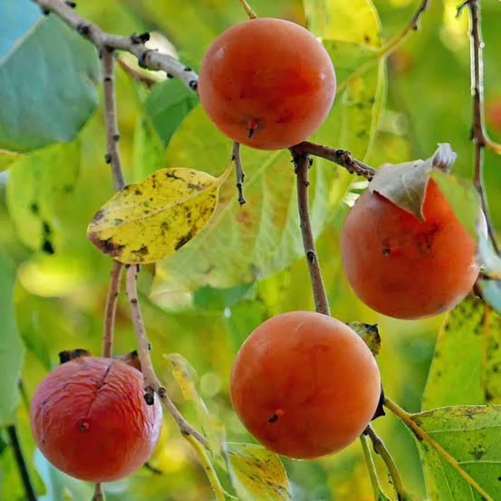 American Persimmon Tree Live Plant 12-24in Potted Sapling Native Fruit - Image 1