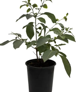 American Persimmon Tree Live Plant - Diospyros virginiana - Gallon Pot - Edible Fruit, Zones 5-8 - Image 2