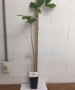 American Persimmon Tree Live Plant - Diospyros virginiana - 4