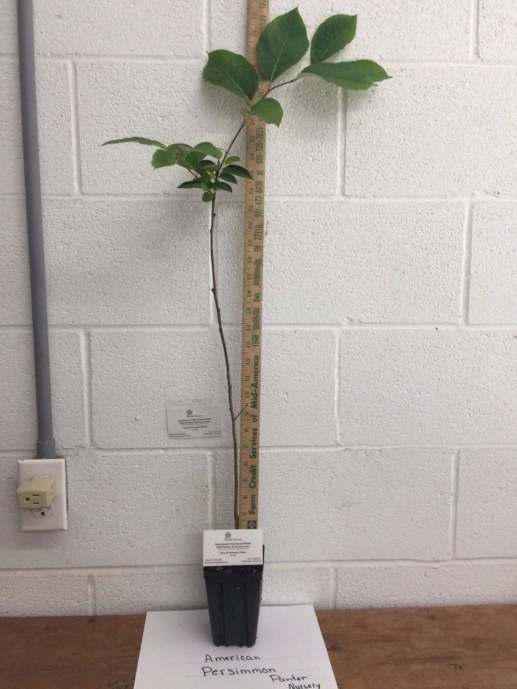 American Persimmon Tree Live Plant - Diospyros virginiana - 4" Pot, 6-12" Tall - Image 2
