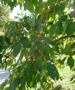 American Persimmon Tree Live Plant - Diospyros virginiana - 4