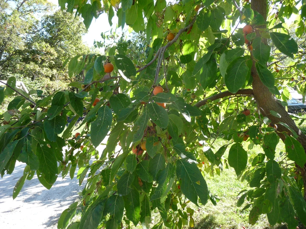 American Persimmon Tree Live Plant - Diospyros virginiana - 4" Pot, 6-12" Tall - Image 3
