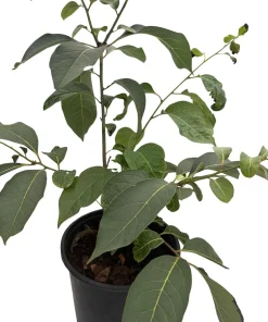 American Persimmon Tree Live Plant - Diospyros virginiana - Gallon Pot - Edible Fruit, Zones 5-8 - Image 3