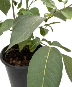 American Persimmon Tree Live Plant - Diospyros virginiana - Gallon Pot - Edible Fruit, Zones 5-8 - Image 4