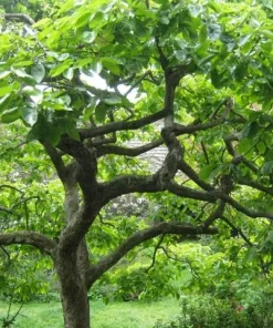 American Persimmon Tree Live Plant - Diospyros virginiana - 4