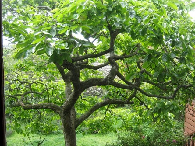 American Persimmon Tree Live Plant - Diospyros virginiana - 4" Pot, 6-12" Tall - Image 4