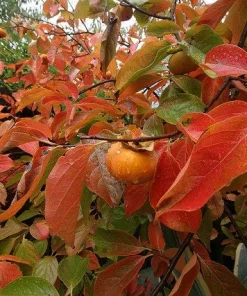 American Persimmon Tree Live Plant - Diospyros virginiana - 4
