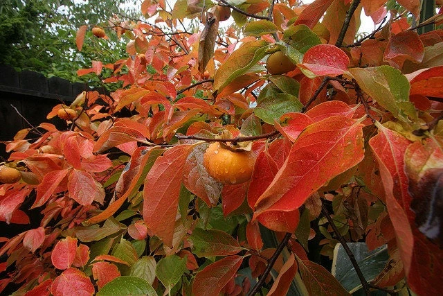 American Persimmon Tree Live Plant - Diospyros virginiana - 4" Pot, 6-12" Tall - Image 5