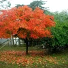 American Persimmon Tree Live Plant - Diospyros virginiana - 4" Pot, 6-12" Tall - Image 1