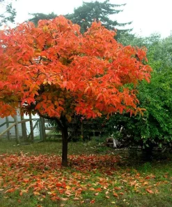 American Persimmon Tree Live Plant - Diospyros virginiana - 4