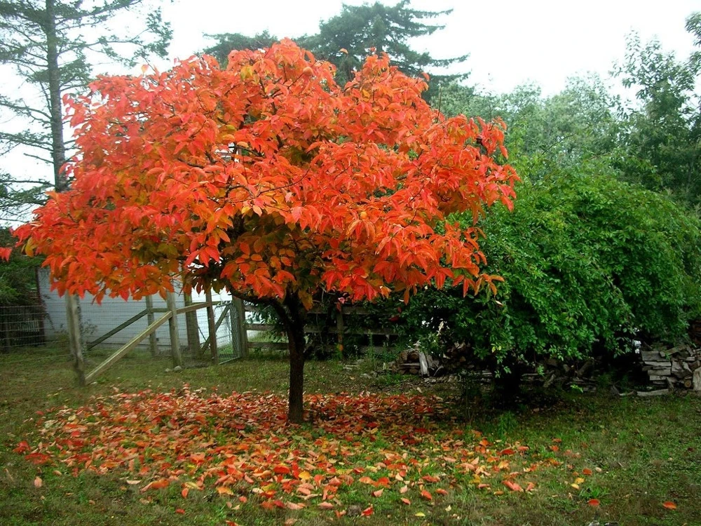 American Persimmon Tree Live Plant - Diospyros virginiana - 4" Pot, 6-12" Tall - Image 1