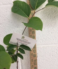 American Persimmon Tree Live Plant - Diospyros virginiana - 4