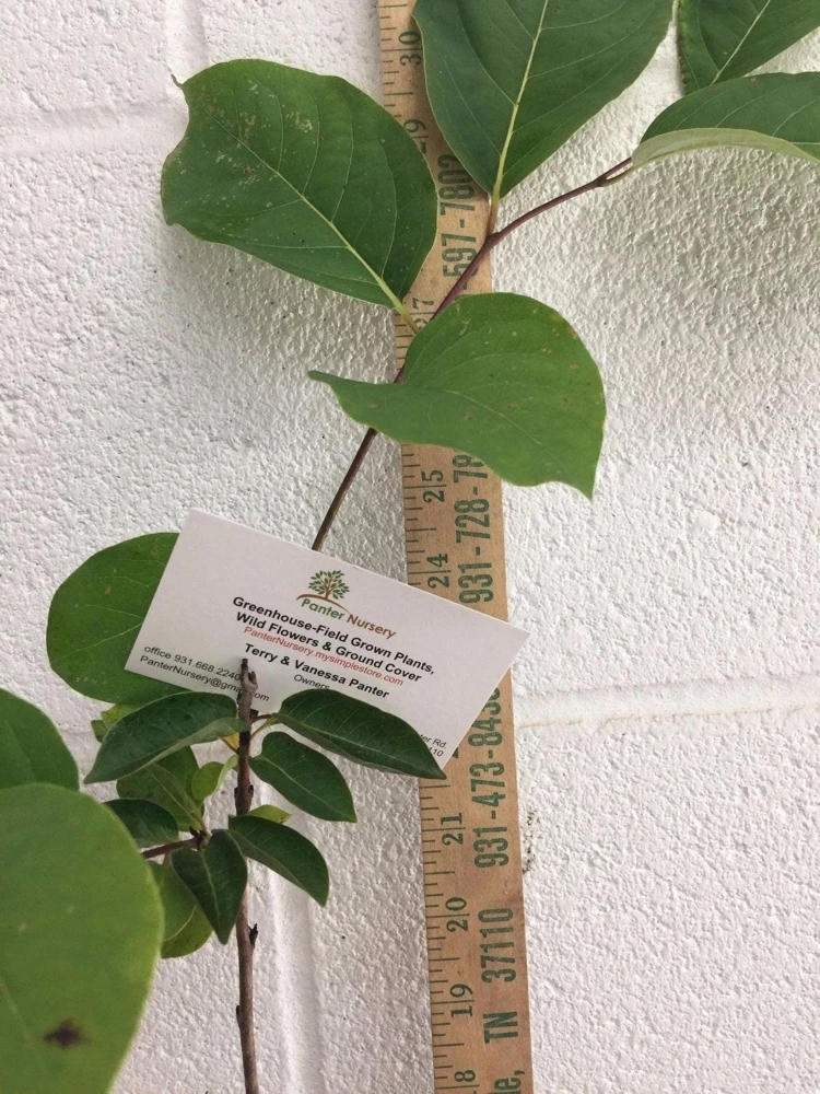 American Persimmon Tree Live Plant - Diospyros virginiana - 4" Pot, 6-12" Tall - Image 6