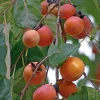 American Persimmon Tree Live Plant - Diospyros virginiana - Gallon Pot - Edible Fruit, Zones 5-8 - Image 1