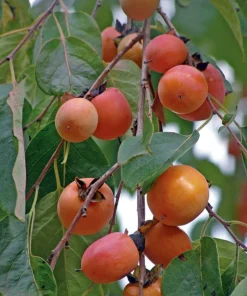American Persimmon Tree Live Plant - Diospyros virginiana - Gallon Pot - Edible Fruit, Zones 5-8 - Image 1