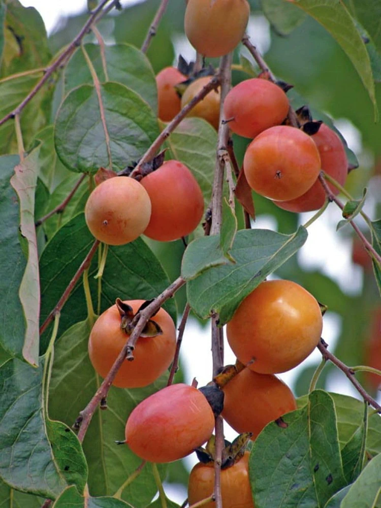 American Persimmon Tree Live Plant - Diospyros virginiana - Gallon Pot - Edible Fruit, Zones 5-8 - Image 1