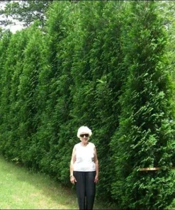 American Pillar Arborvitae Live Plant – Thuja occidentalis – 4" Pot - Image 2