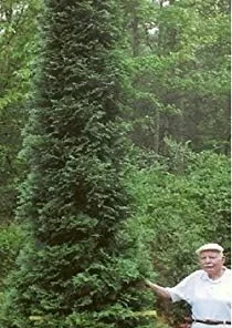 American Pillar Arborvitae Live Plant – Thuja occidentalis – 4
