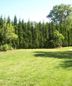 American Pillar Arborvitae Live Plant – Thuja occidentalis – 4