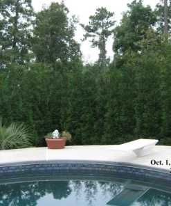 American Pillar Arborvitae Live Plant – Thuja occidentalis – 4