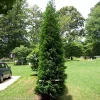 American Pillar Arborvitae Live Plant – Thuja occidentalis – 4" Pot - Image 1