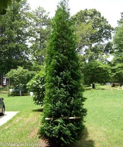 American Pillar Arborvitae Live Plant – Thuja occidentalis – 4