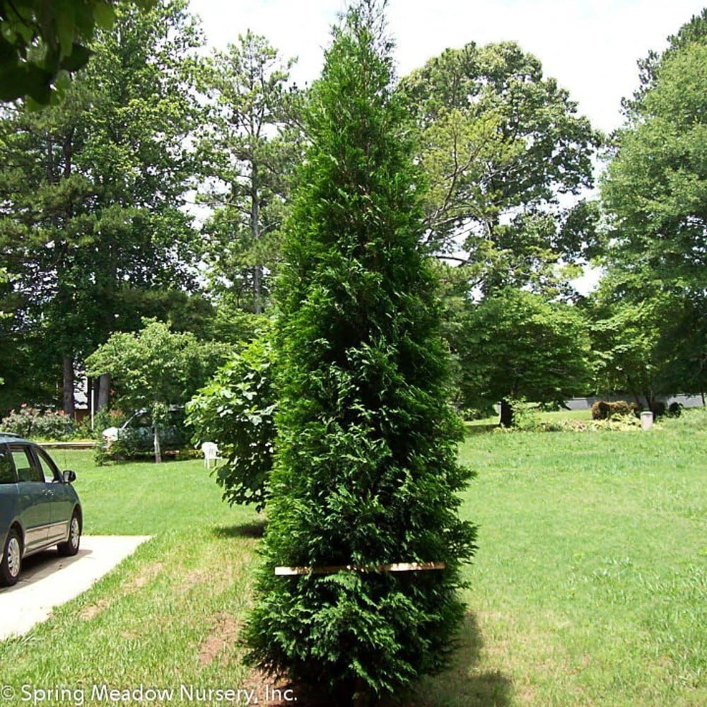 American Pillar Arborvitae Live Plant – Thuja occidentalis – 4" Pot - Image 1