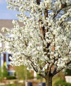 American Plum Tree - Live Plant, 6-12