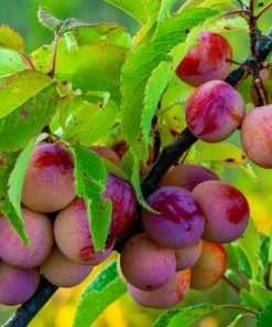 American Plum Tree - Live Plant, 6-12