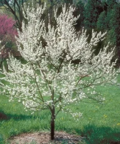 American Plum Tree - Live Plant, 6-12