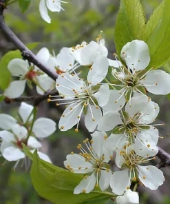 American Plum Tree - Live Plant, 6-12