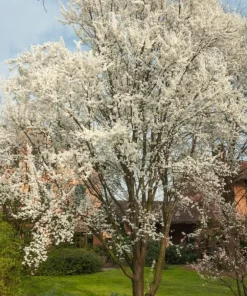 American Plum Tree - Live Plant, 6-12
