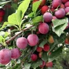 American Plum Tree - Live Plant, 6-12" Tall, 4" Pot - Edible Wild Fruit Shrub - Image 1