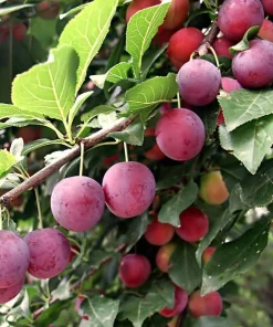American Plum Tree - Live Plant, 6-12