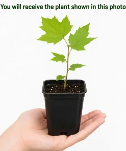 American Sycamore Live Plant - 6-12 Inch Tall, Quart Pot, Outdoor Shade Tree - Image 2