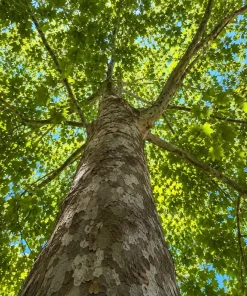 American Sycamore Live Plant - 6-12 Inch Tall, Quart Pot, Outdoor Shade Tree - Image 3