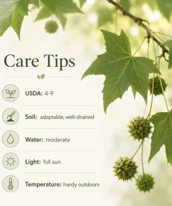 American Sycamore Live Plant - 6-12 Inch Tall, Quart Pot, Outdoor Shade Tree - Image 4