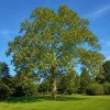 American Sycamore Live Plant - 6-12 Inch Tall, Quart Pot, Outdoor Shade Tree - Image 1